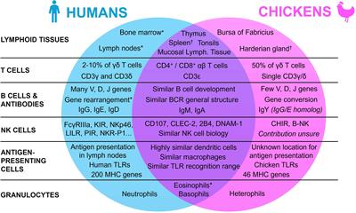 The Chicken Embryo Model: A Novel and Relevant Model for Immune-Based Studies